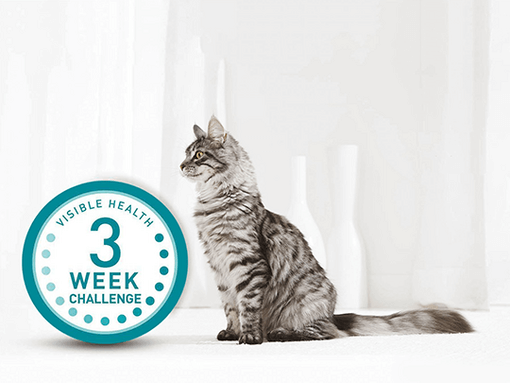 3 Week Challenge logo and cat