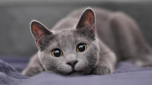 Сива котка с жълти очи, седнала на дивана