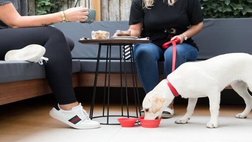 кученце лабрадор пие вода под масата в кафенето