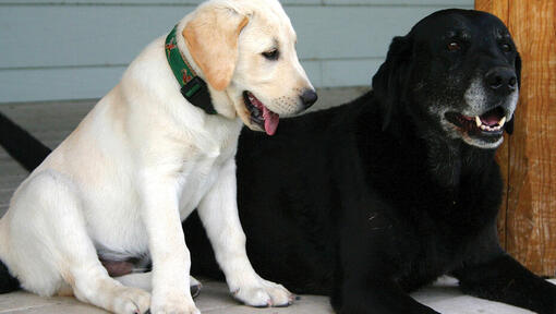 Едно златисто кученце лабрадор и един по-стар черен лабрадор лежат един до друг