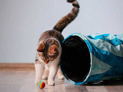 Котка си играе с топка и тунел