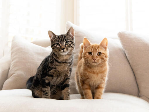 Кафяви и джинджифилови котки, седнали на дивана