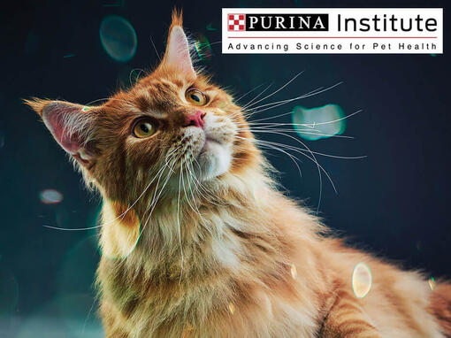 Purina институт и иновации