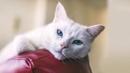 Бяла котка със сини очи, седнала на червена кожена седалка.
