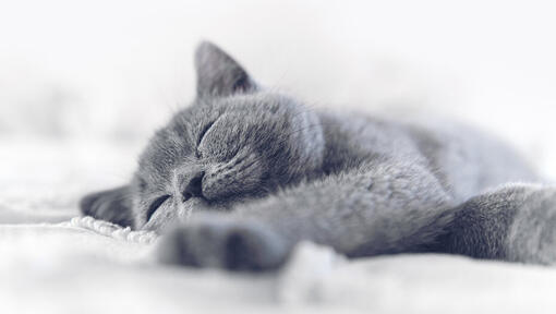 синя котка спи