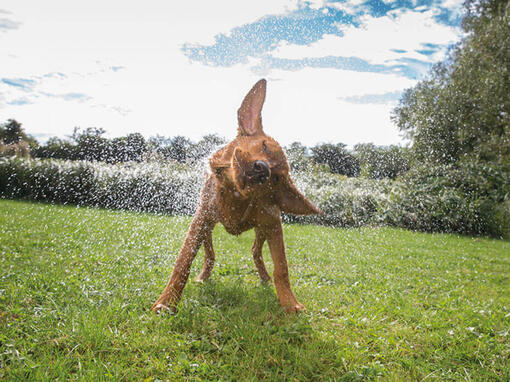 Dog Chow куче