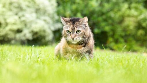 Котка седи в тревата.