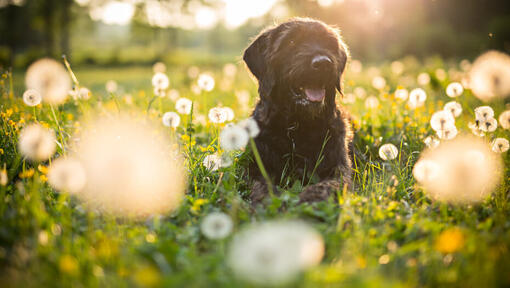 Черно куче, седнало в поле с глухарчета.