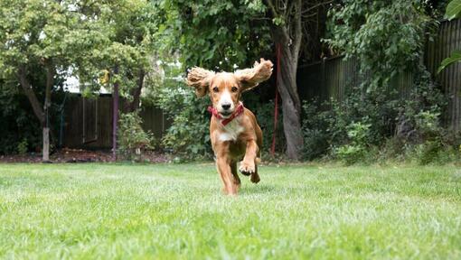 Кученце тича в градината