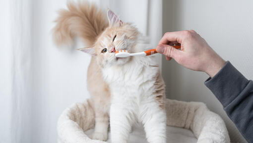 Миене на зъбите на котка