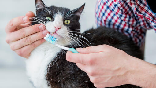 Котка с четка за зъби