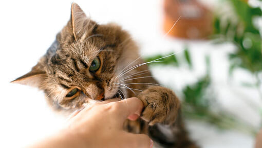 Как да спрете котката си да хапе