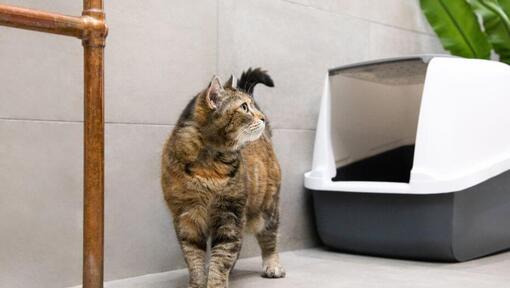 котка, която се разхожда до тоалетната