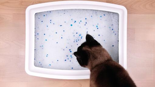 котка, която подушва тоалетна чиния