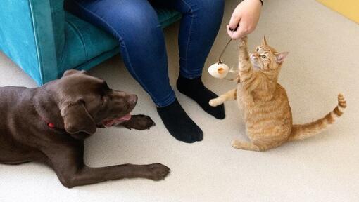 Котка си играе с играчка от пера със собственика, докато кучето гледа
