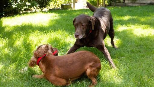 Кученце и по-голямо куче си играят в градина
