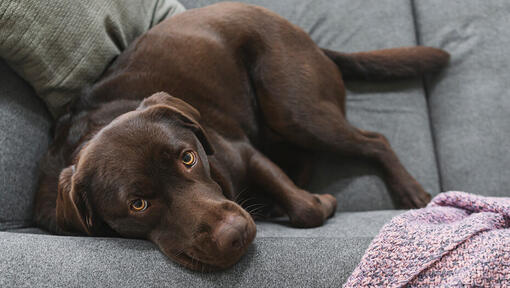 Бременно куче на дивана