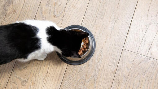 черно-бяла котка яде от купа
