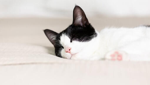 черно-бяла котка спи