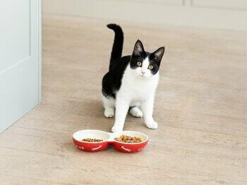 Черно-бяла котка с котешка храна в купички