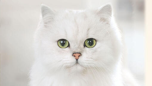 Бяла котка с лице към камерата