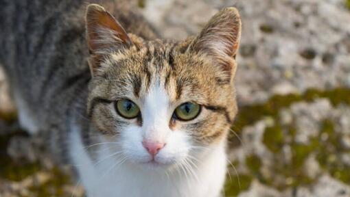 American Wirehair гледа някого