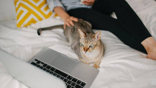 Жена гледа филм на лаптопа си с домашния си любимец - азиатска котка