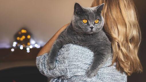 Жена държи своя домашен любимец - британска късокосместа котка