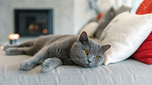 Британска късокосместа котка дреме на дивана