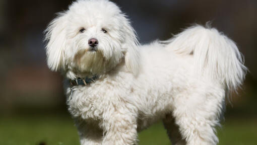 бяло пухкаво куче, стоящо на открито