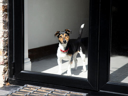 Куче с червена яка, гледащо през прозореца