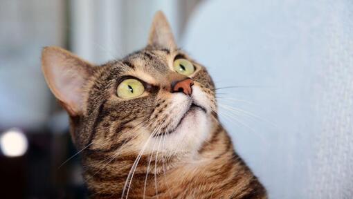 Египетска котка Мау гледа нещо изненадано