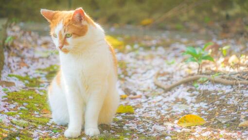 Японска дългокосместа котка бобтейл се разхожда в парка
