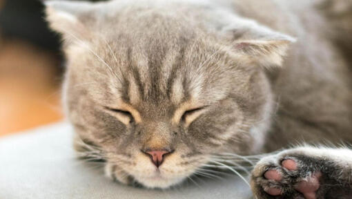 Японска дългокосместа котка бобтейл спи