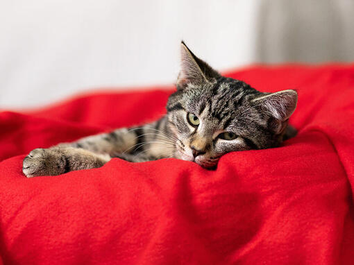 Котка лежи на червената възглавница