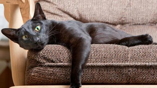 Ориенталска късокосместа котка лежи на дивана