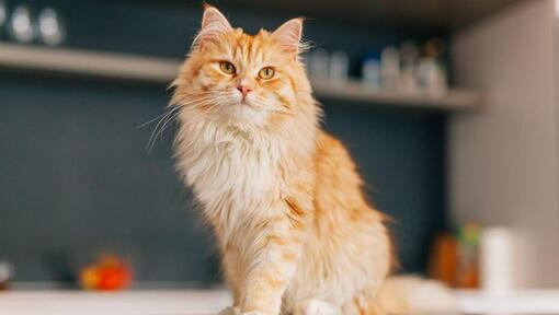 Персийска дългокосместа котка стои в кухнята