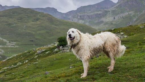 Пиренейско планинско куче стои близо до планинските склонове