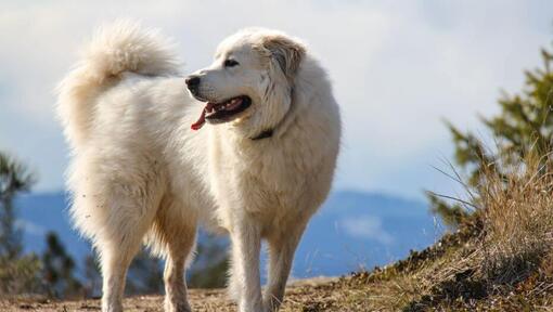 Пиренейско планинско куче се разхожда близо до планината