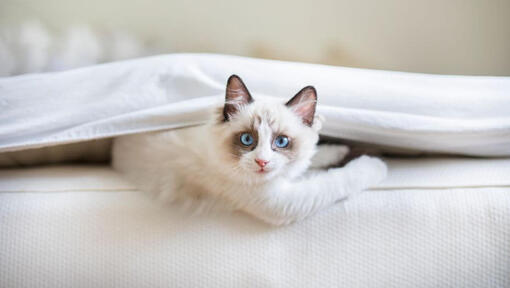 Котка Ragdoll лежи под одеяло в леглото