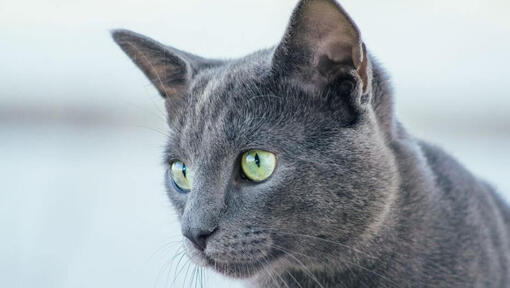 Руска синя котка гледа някого