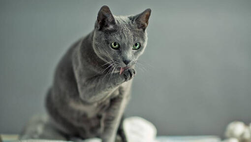 Руска синя котка мие лапи