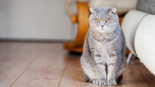 Шотландска клепоуха котка стои на пода