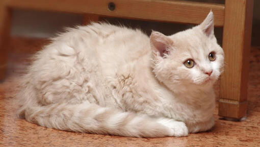 Котка Селкърк Рекс лежи на пода в кухнята
