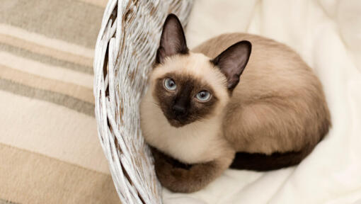 Сиамска котка лежи в плетена кошница