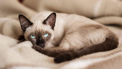 Сиамска котка лежи върху одеяло