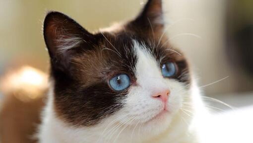 Котка снегоходка със сини очи гледа дълбоко