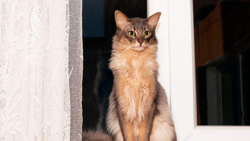 Сомалийска котка стои близо до прозореца