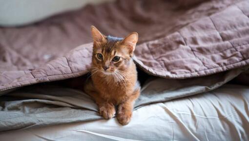 Сомалийска котка лежи под одеяло