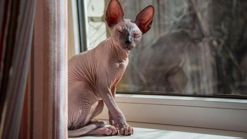 Котка сфинкс стои на перваза на прозореца